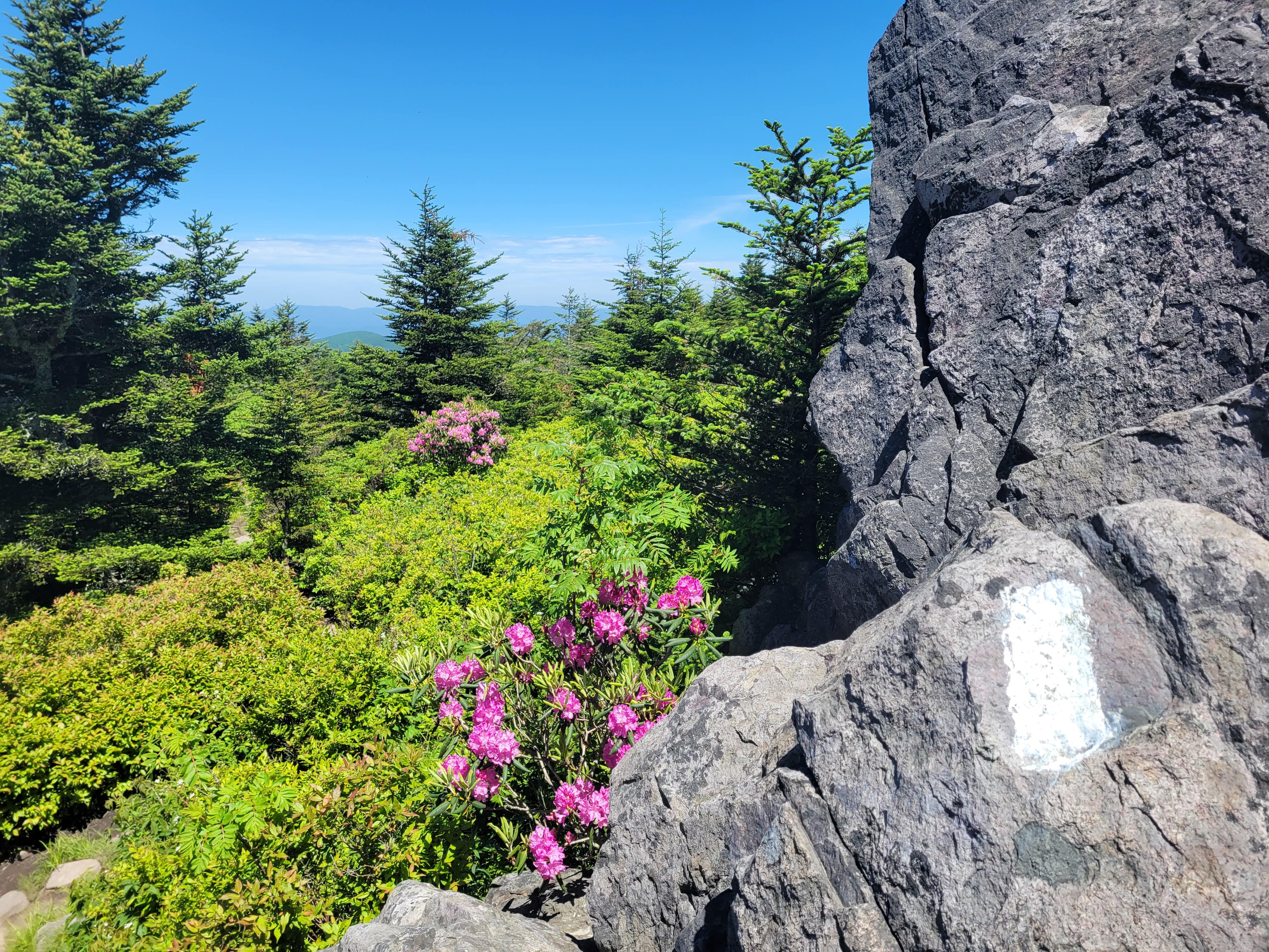 White blaze on the Appalachian Trail in rhododendron bloom