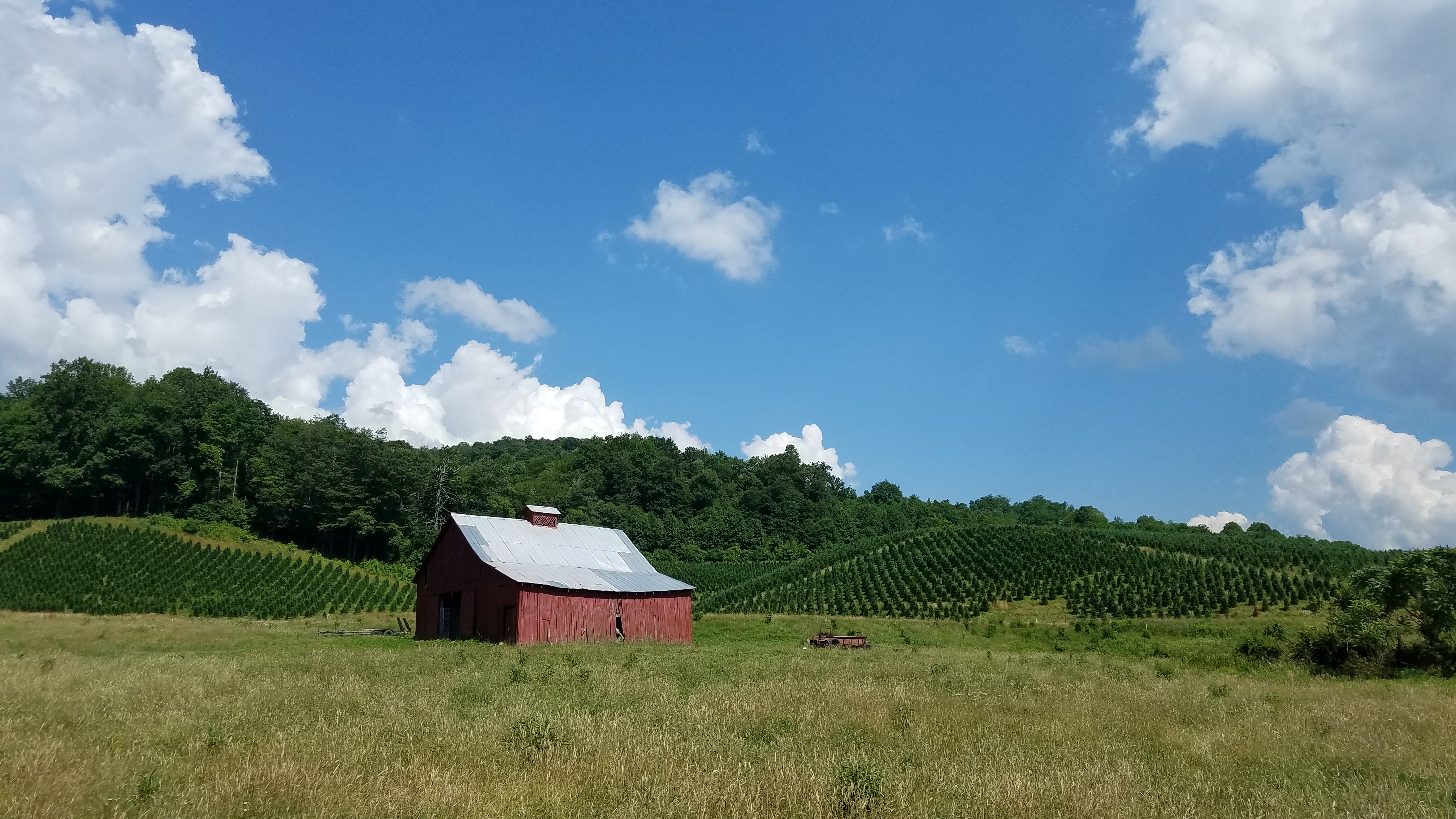 Choose-and-cut Christmas tree farm at Green Cove on the Virginia Creeper Trail